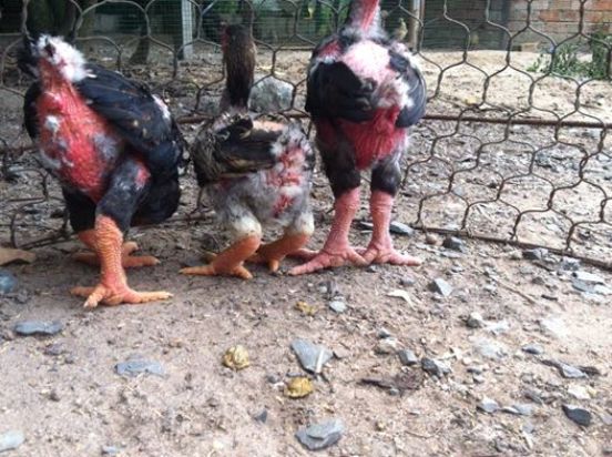Một vài lưu ý để nuôi gà Đông Tảo chân to 2-traigadongtaotruong