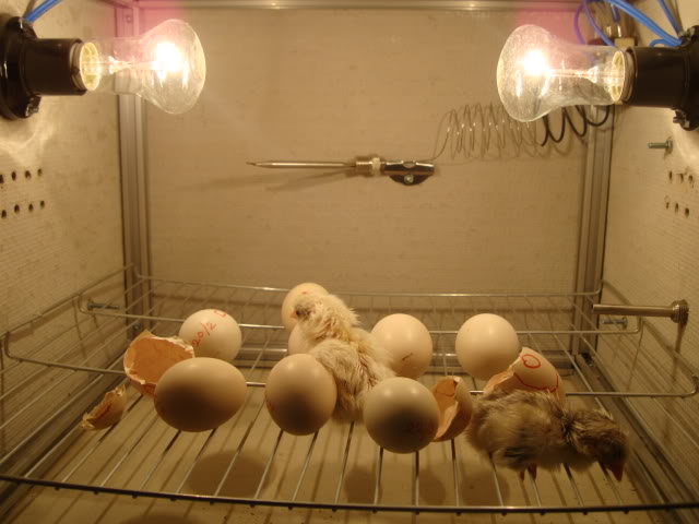 Những lưu ý trong quá trình ấp trứng gà Đông Tảo 3